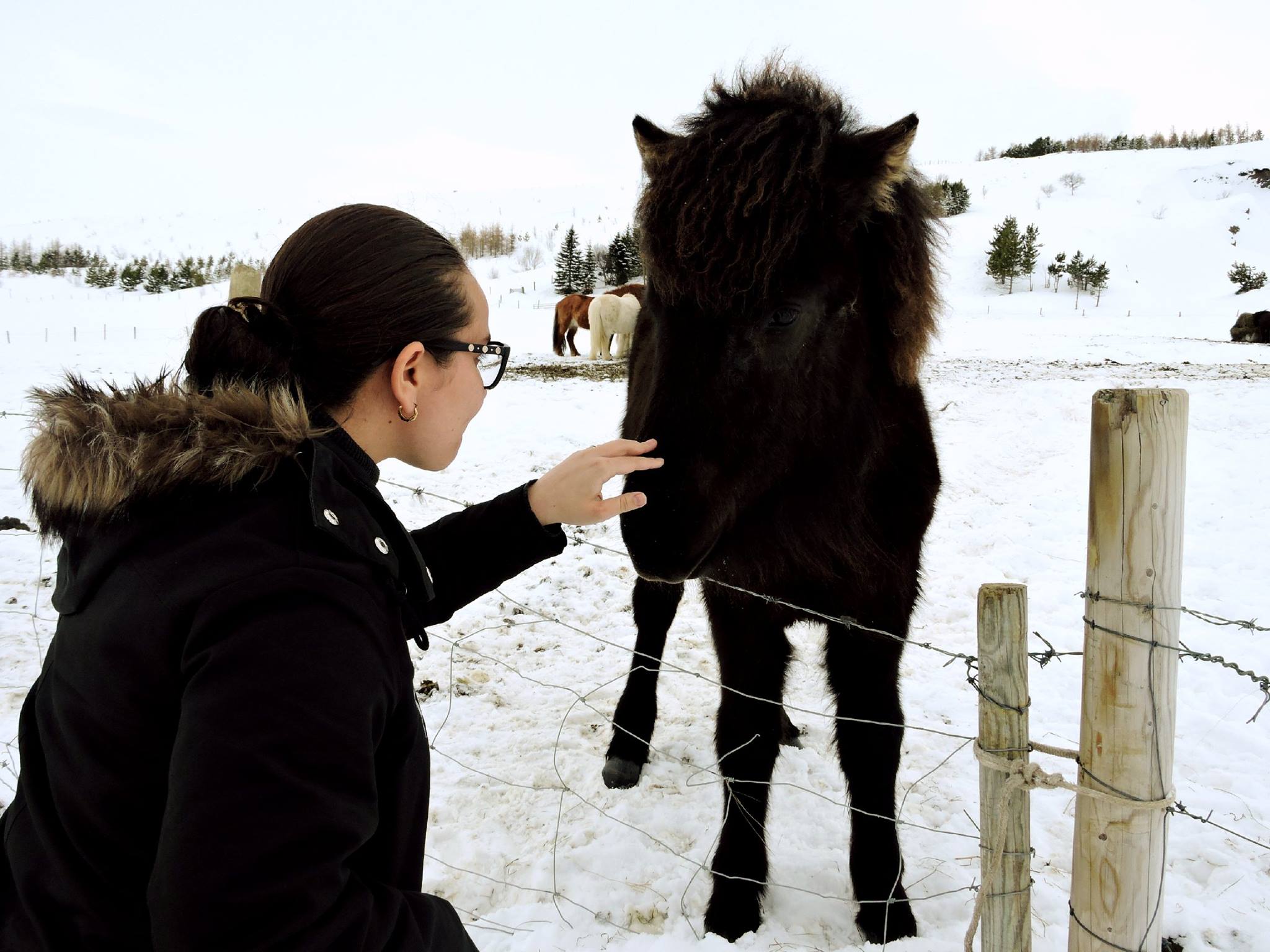 Icelandic Horse