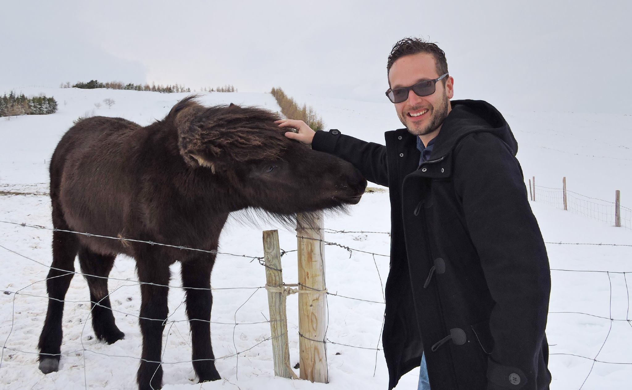 Icelandic Horse