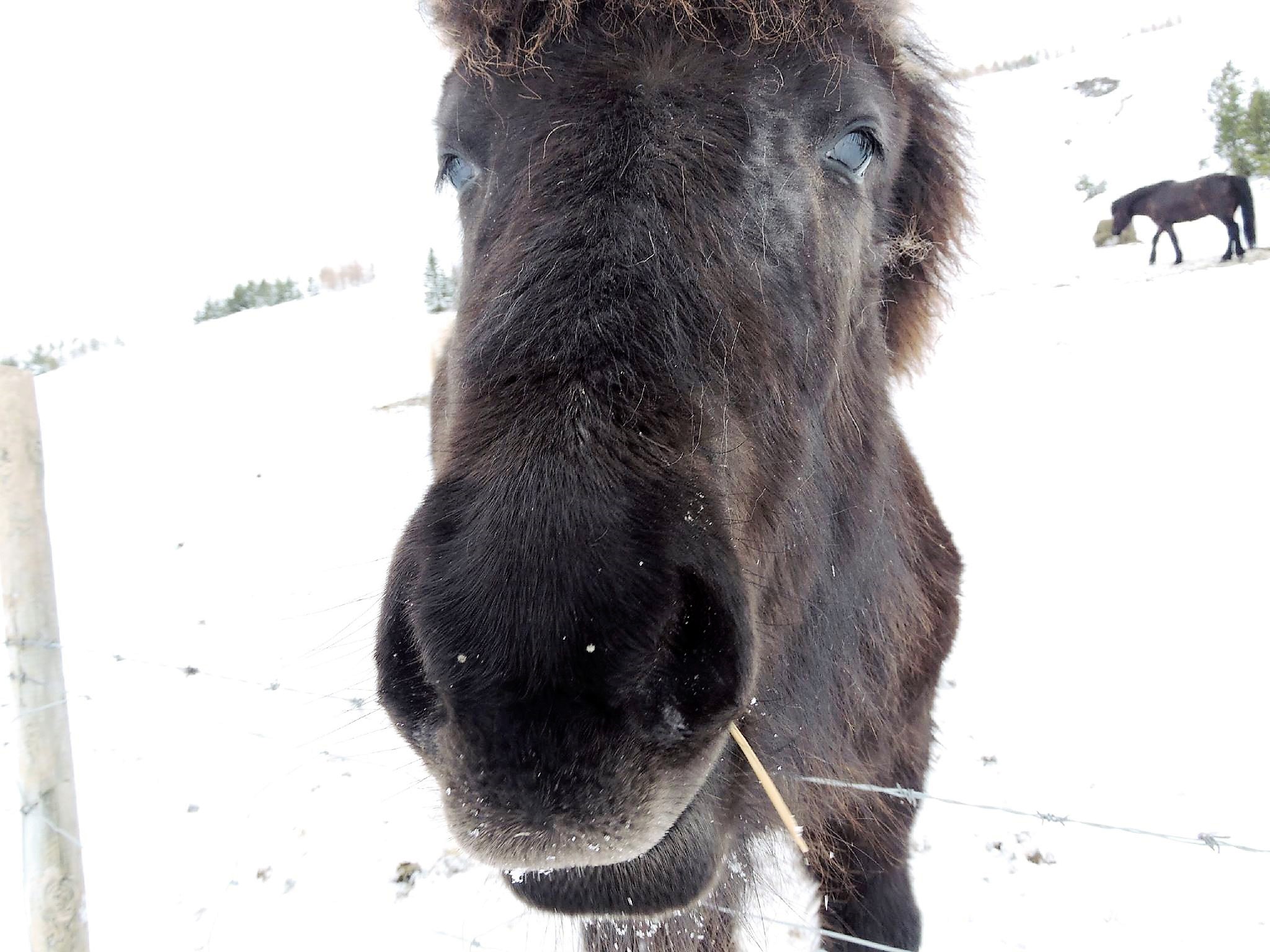 Icelandic Horse