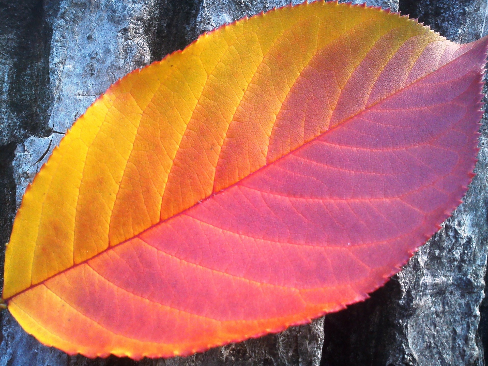 Fall Leaf